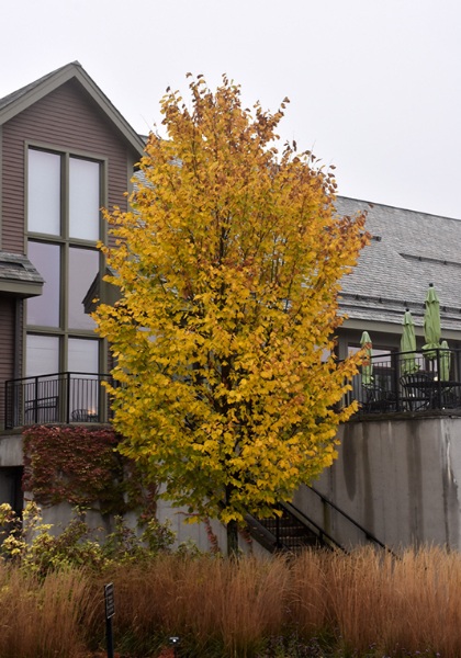 ULMUS AME JEFFERSON 2"BB