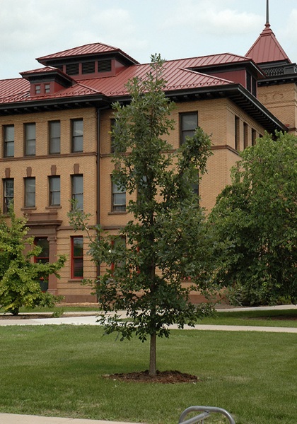 QUERC X PRAIRIE STATURE 1.75"BB