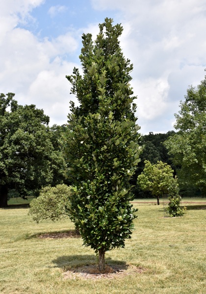 QUERC X REGAL PRINCE #20