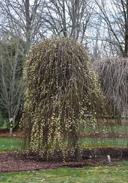 SALIX CAP PENDULA #5