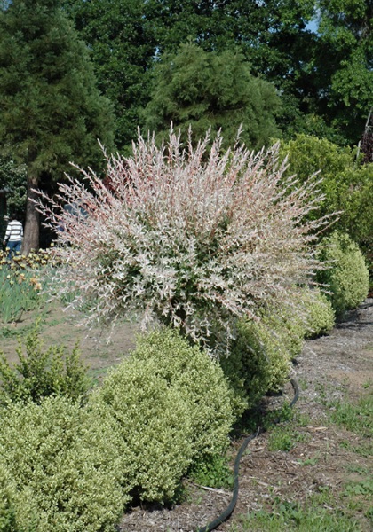 SALIX INT HAKURA NISHIKI #15TF