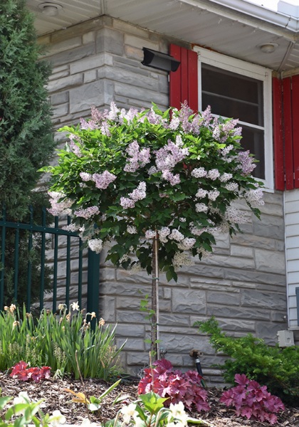 SYRINGA PAT MISS KIM #10 TF