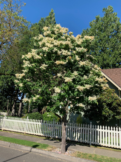 SYRINGA RET IVORY SILK 2.5"BB