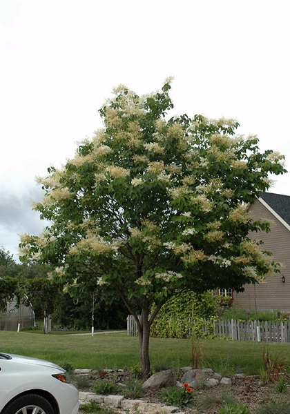 SYRINGA RET JAPAN TREE #15 CLP