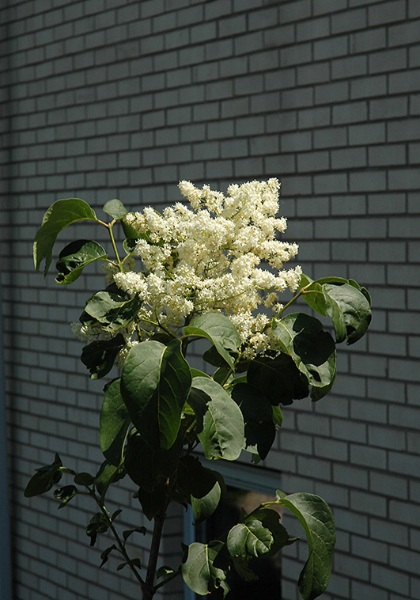 SYRINGA RET SNOW CAP 1.75"BB