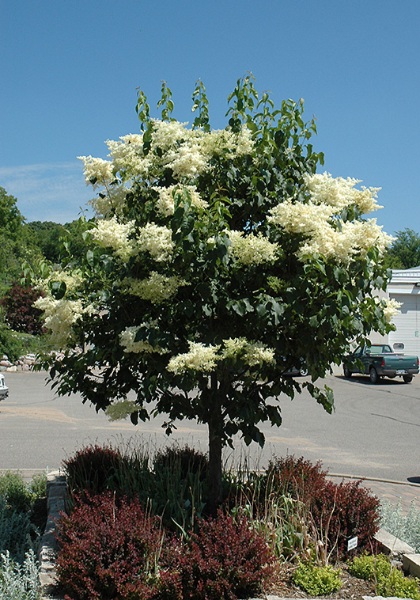 SYRINGA RET SNOWDANCE #20 FE