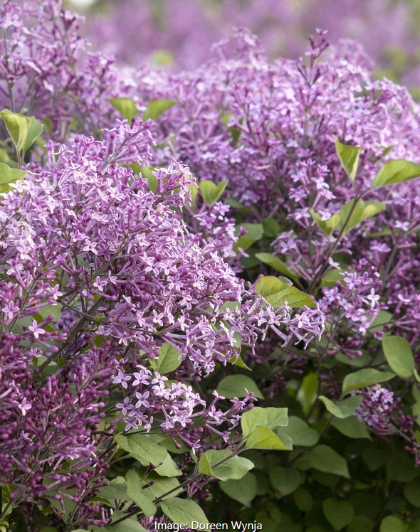 SYRINGA BLOOMERANG DRK PUR #10TF