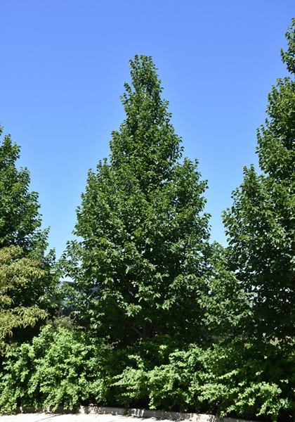 TILIA AME AMERICAN SENTRY #10