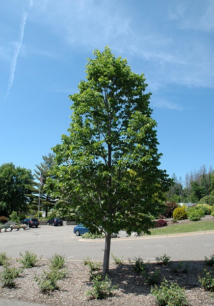 TILIA AME BOULEVARD 2"BB