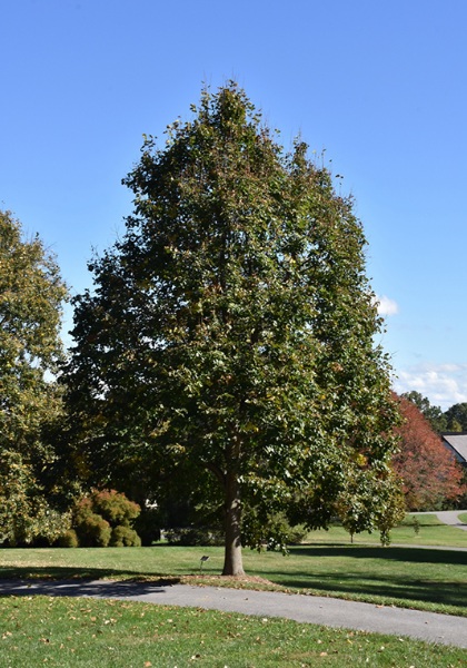 TILIA AME REDMOND #10