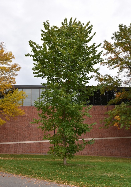 ULMUS AME NEW HARMONY 3"BB