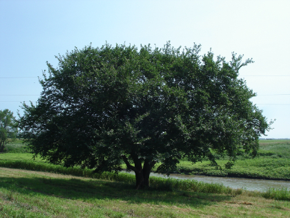 ULMUS AM PRAIRIE EXPEDITION #20