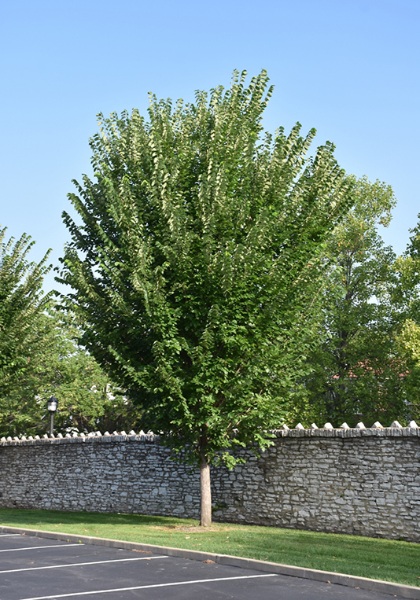 ULMUS AME PRINCETON #10