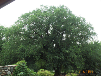 ULMUS AME ST. CROIX ELM #20 FE