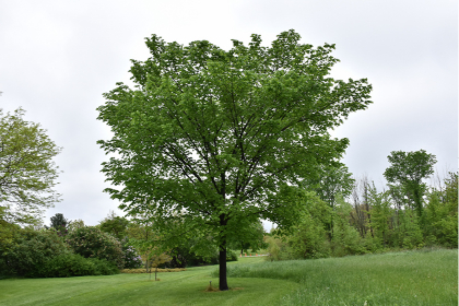 ULMUS AME VALLEY FORGE 2"BB