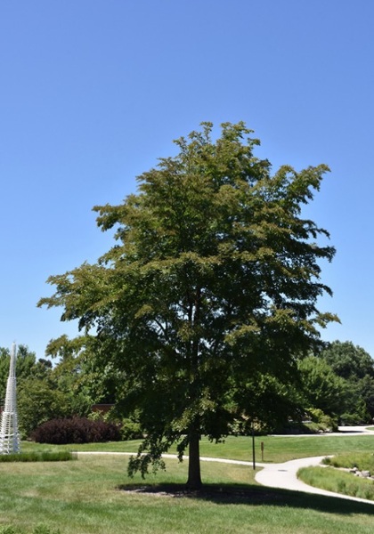 ULMUS X ACCOLADE ELM 2.5"BB