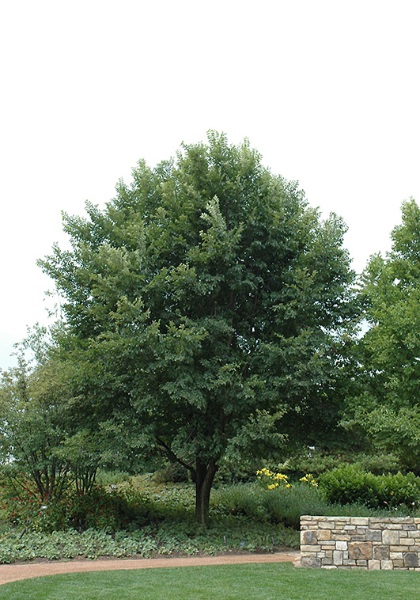 ULMUS X NEW HORIZON 3"BB