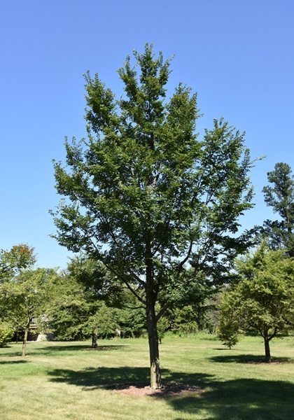 ULMUS X TRIUMPH MORTON2.5"BB