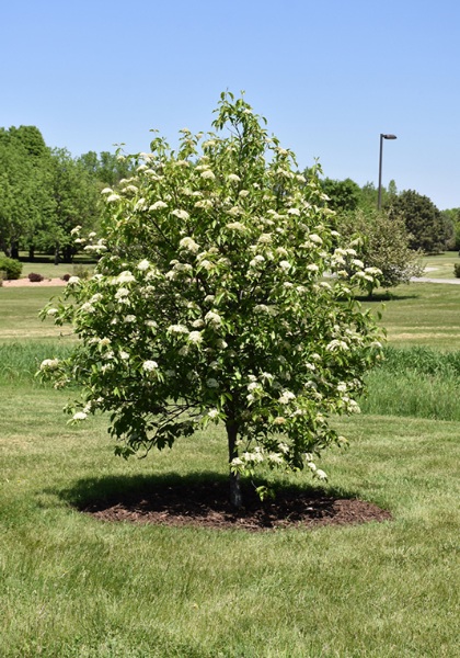 VIBURNUM LEN NANNYBERRY 1.75"BB