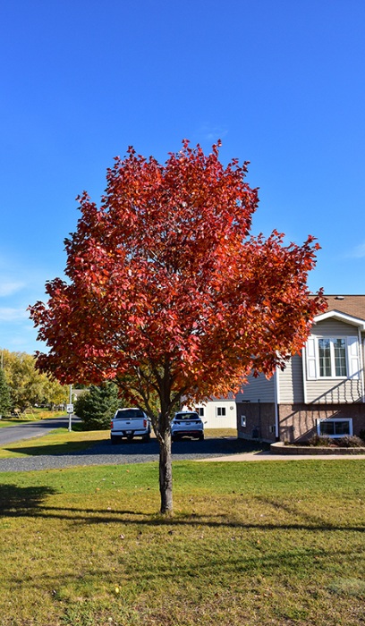 ACER RUB NORTHWOOD 2.5"BB