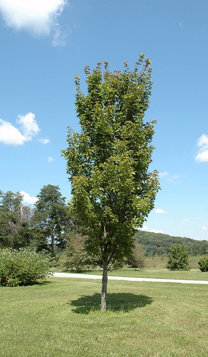 ACER RUB RED ROCKET #10