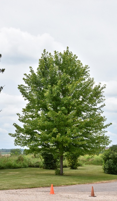 ACER FRE AUTUMN BLAZE #25