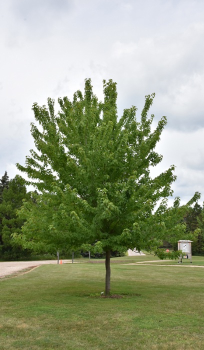 ACER FRE FIREFALL #25