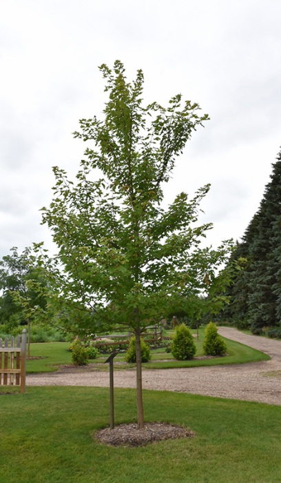 ACER FRE MATADOR #25 FE