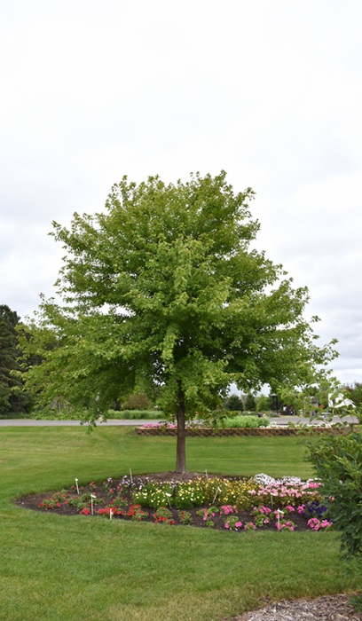 ACER FRE SIENNA GLEN 2"BB