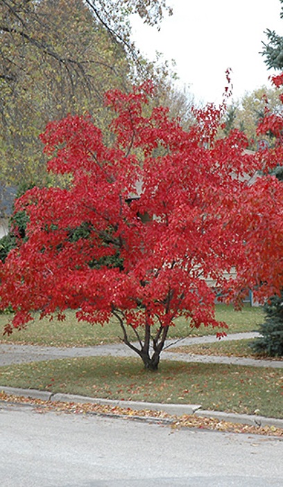 ACER GIN FLAME AMUR 6' CLP BB