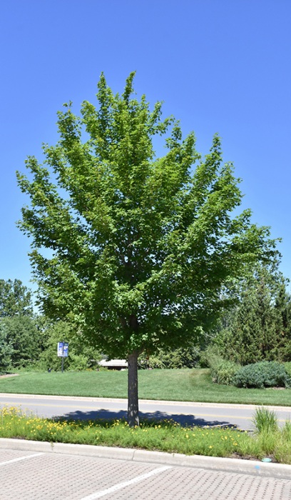 ACER MIY STATE STREET 2"BB