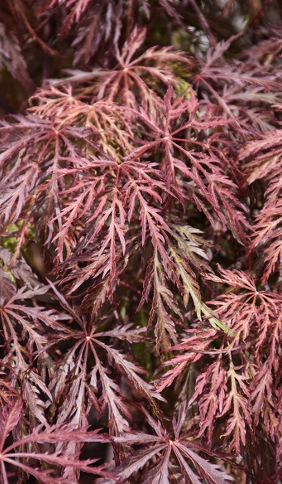 ACER PAL VELVET VIKING #2