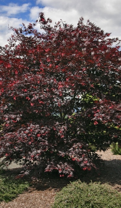 ACER PAL SHERWOOD FLAME #15