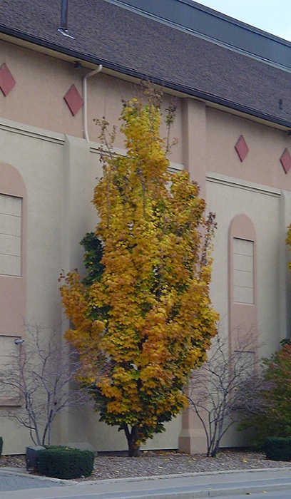 ACER PLA COLUMNAR MAPLE 2"BB