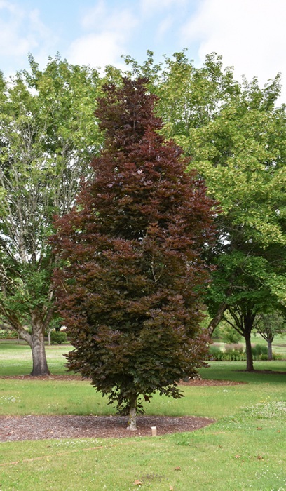 ACER PLA CRIMSON SENTRY MAPLE#10