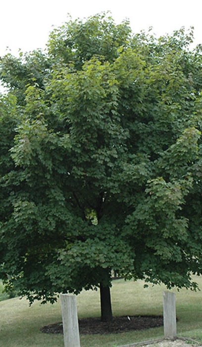 ACER PLA EMERALD LUST 3"BB