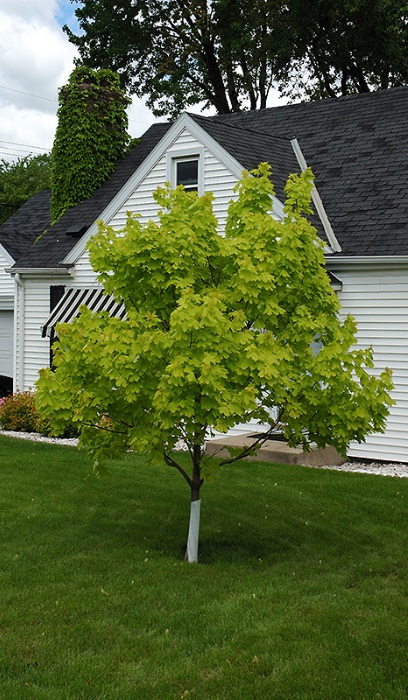 ACER PLA PRINCETON GOLD #20