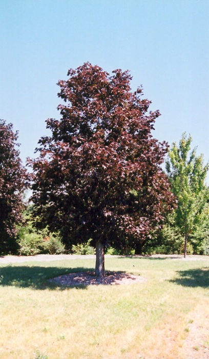 ACER PLA ROYAL RED #20