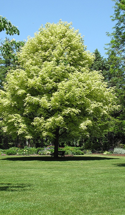 ACER PLA VARIEGATED MAPLE #20