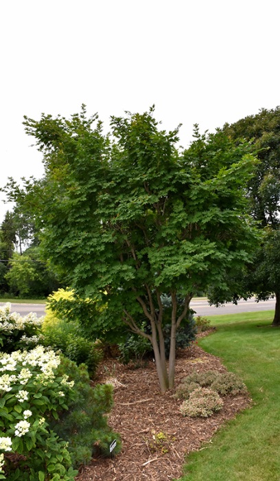 ACER PSE KOREAN MAPLE #20 CLP