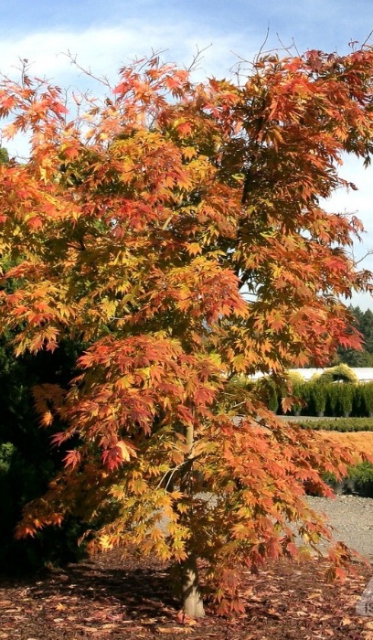 ACER X PSE ARCTIC JADE #15 TF