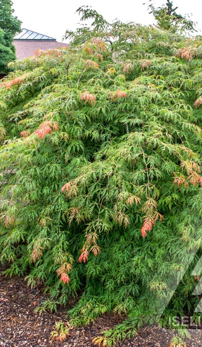 ACER X PSE ICE DRAGON #6