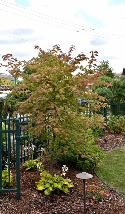 ACER X PSE NORTH WIND #3