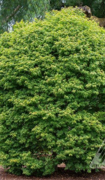 ACER X PSE ORIGAMI ISELI #15