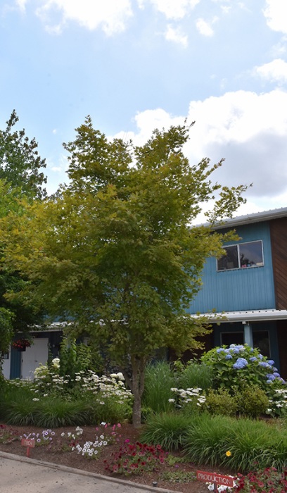 ACER X PSE NORTHERN GLOW #20 CLP