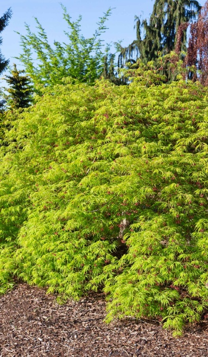 ACER X PSE WABI SABI #15