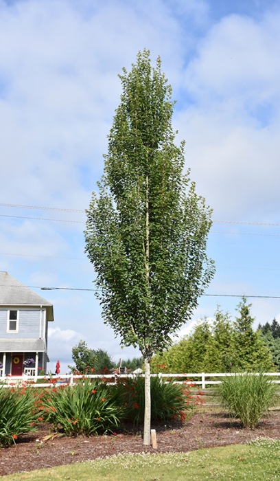 ACER RUB ARMSTRONG GOLD #20