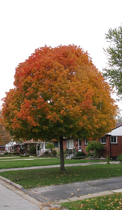 ACER RUB AUTUMN RADIANCE 2"BB