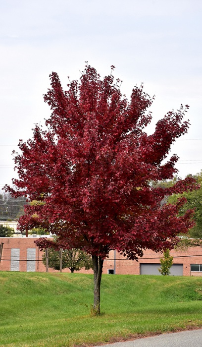 ACER RUB BRANDYWINE #20