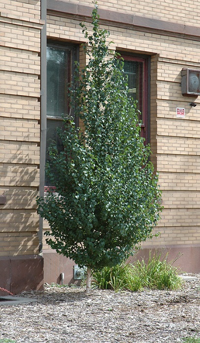 BETULA PLA DAKOTA PINNACLE #15TF